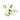 Epipremnum pinnatum marble variegated - Plantstop.us