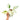 Epipremnum pinnatum marble variegated - Plantstop.us