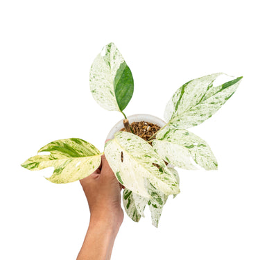 Epipremnum pinnatum marble variegated - Plantstop.us