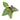 Anthurium papillilaminum red stem - Plantstop.us