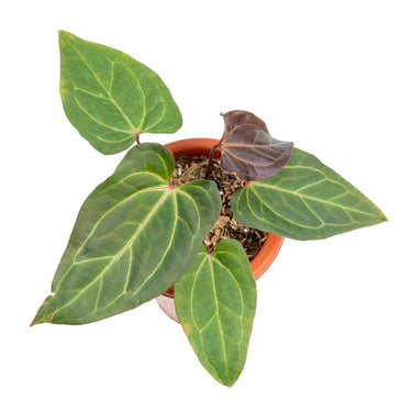 Anthurium papillilaminum red stem - Plantstop.us