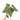 Anthurium papillilaminum red stem - Plantstop.us