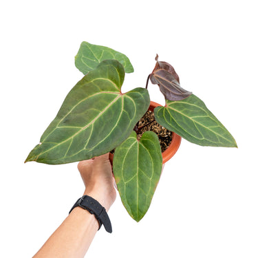 Anthurium papillilaminum red stem - Plantstop.us