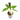 syngonium angustatum variegated