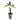 syngonium angustatum variegated