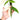 syngonium angustatum variegated