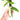syngonium angustatum variegated