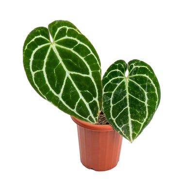 Anthurium crystallinum minahasa - Plantstop.us