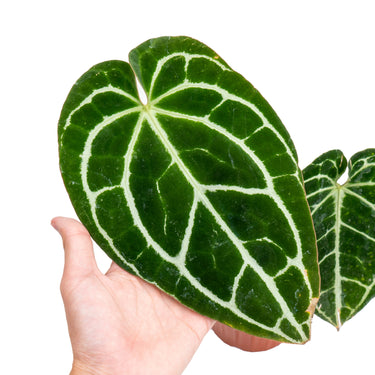 Anthurium crystallinum minahasa - Plantstop.us