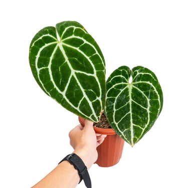 Anthurium crystallinum minahasa - Plantstop.us