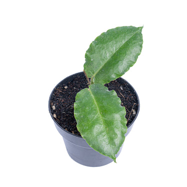 Hoya verstegii - Aroidmarket