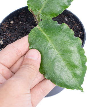 Hoya verstegii - Aroidmarket