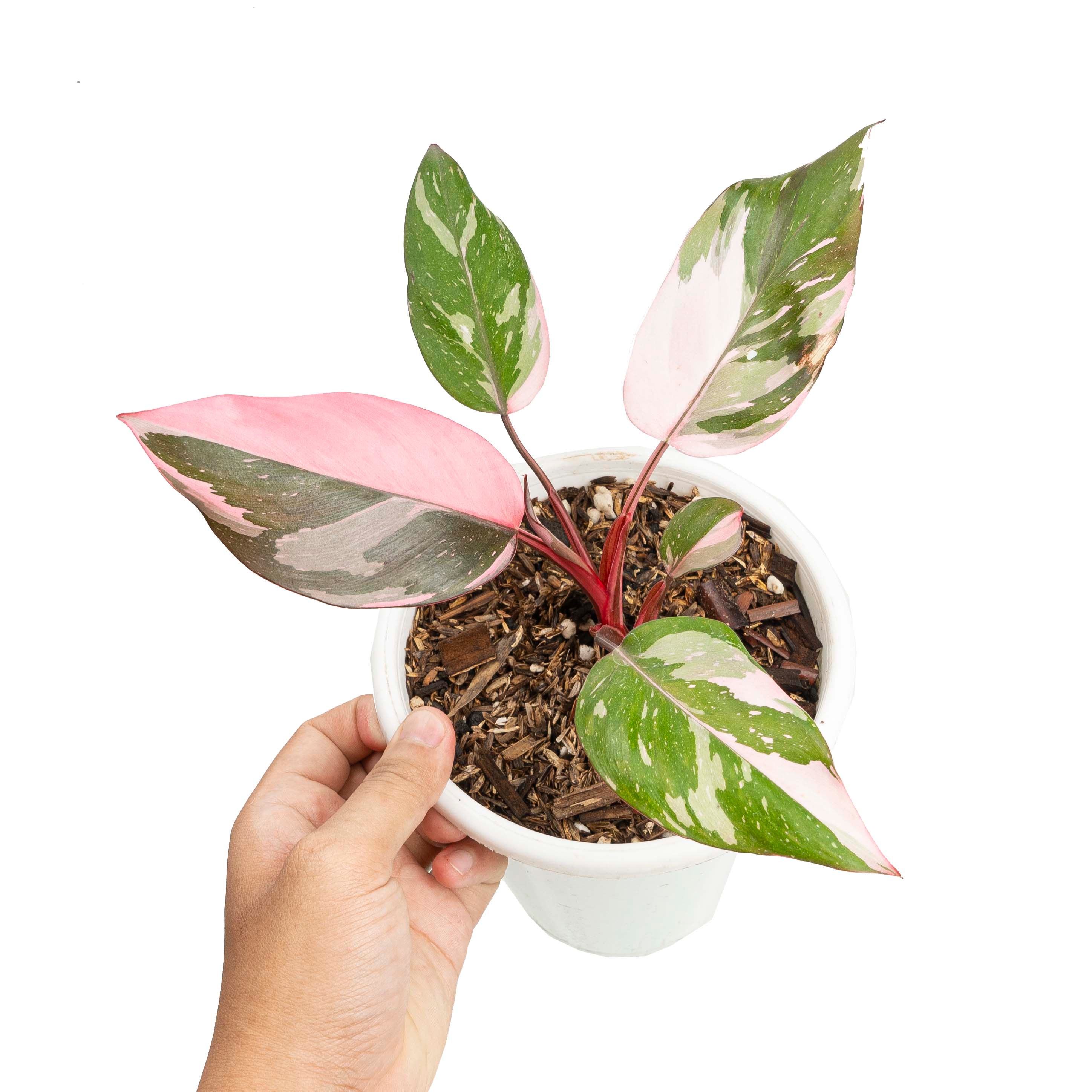 philodendron 'pink princess marble' Philodendron Pink Princess Marble – 4.5" Potted Variegated Indoor Plant | Rare Houseplant | Easy-Care Plant