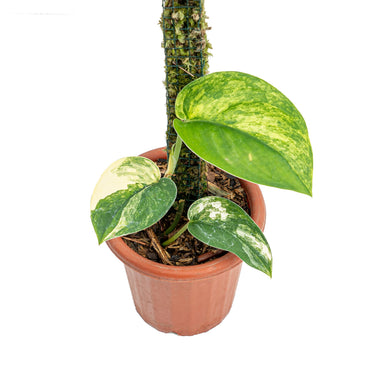 Scindapsus jade satin aurea variegated