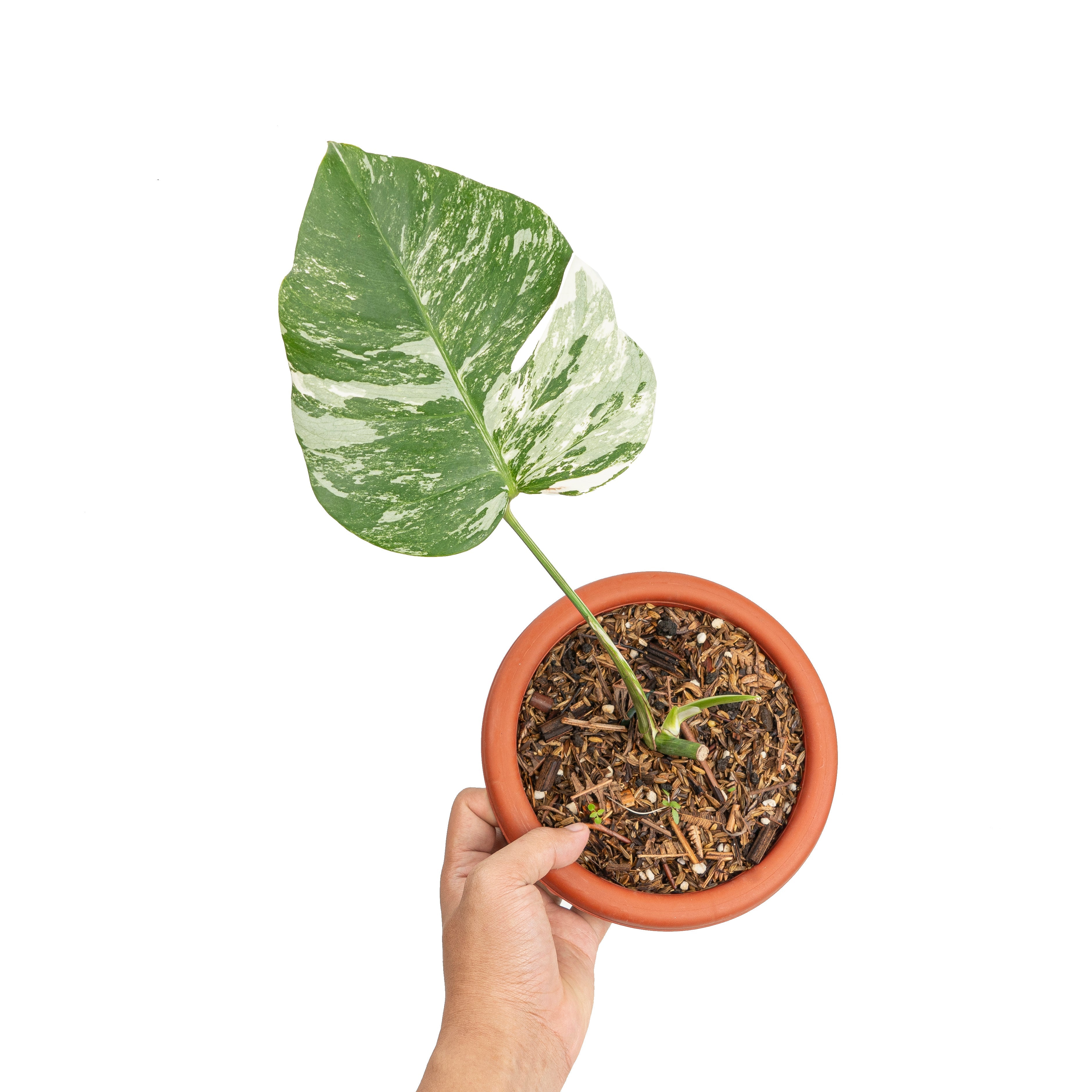 variegated monstera cuttings Monstera albo variegated cutting