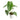 Anthurium king veitchii - Extra mature size - Plantstop.us