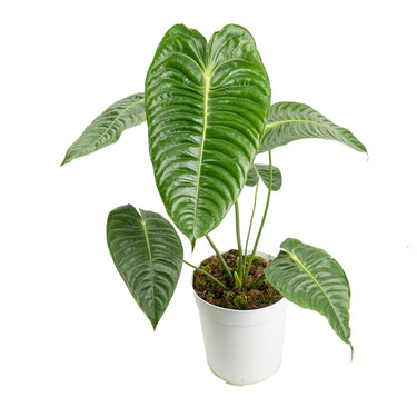 Anthurium king veitchii - Extra mature size - Plantstop.us