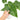Anthurium king veitchii - mature size - Plantstop.us