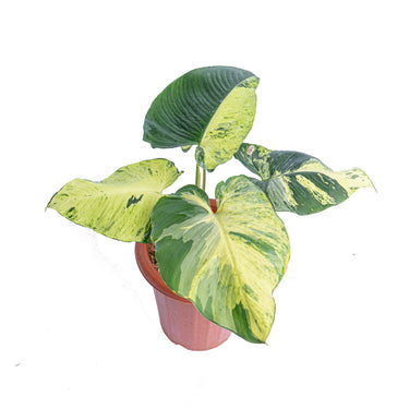 Homalomena aurea variegated Sp Borneo - Mature