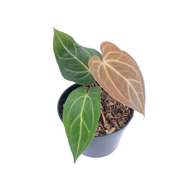 Anthurium papillilaminum hybrid - Plantstop.us