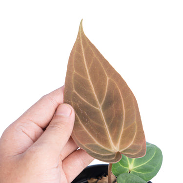 Anthurium papillilaminum hybrid - Plantstop.us