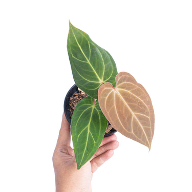 Anthurium papillilaminum hybrid - Plantstop.us