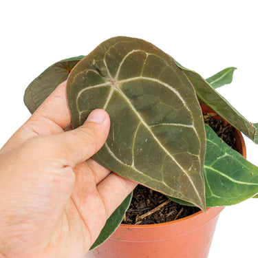 Anthurium Dressleri x Forgetii Medium size - Plantstop.us