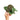 Anthurium Dressleri x Forgetii Medium size - Plantstop.us