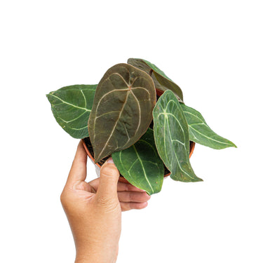 Anthurium Dressleri x Forgetii Medium size - Plantstop.us