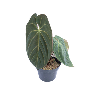 Anthurium hoffmanii hybrid - Mature size - Plantstop.us