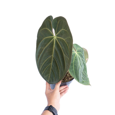 Anthurium hoffmanii hybrid - Mature size - Plantstop.us