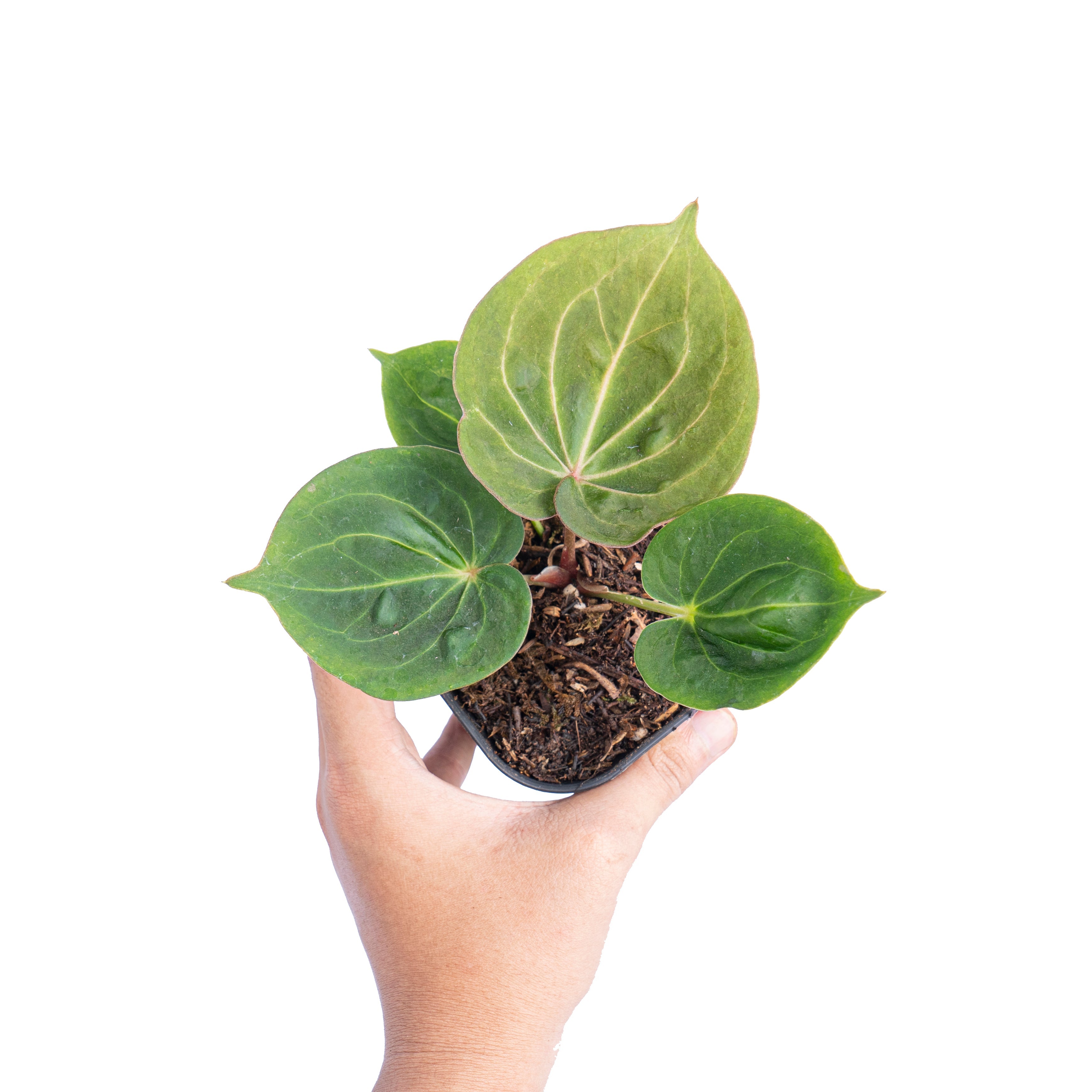 king of spades philodendron Anthurium king of spades mutation – Plantstop.us