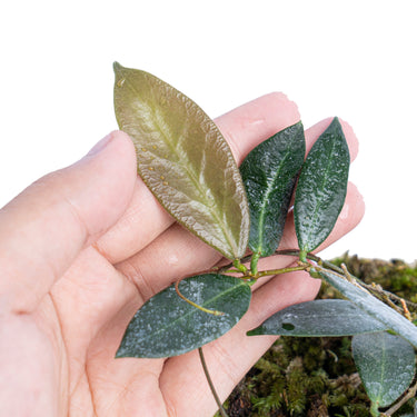 Hoya Patella - Plantstop.us