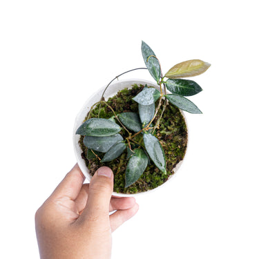 Hoya Patella - Plantstop.us