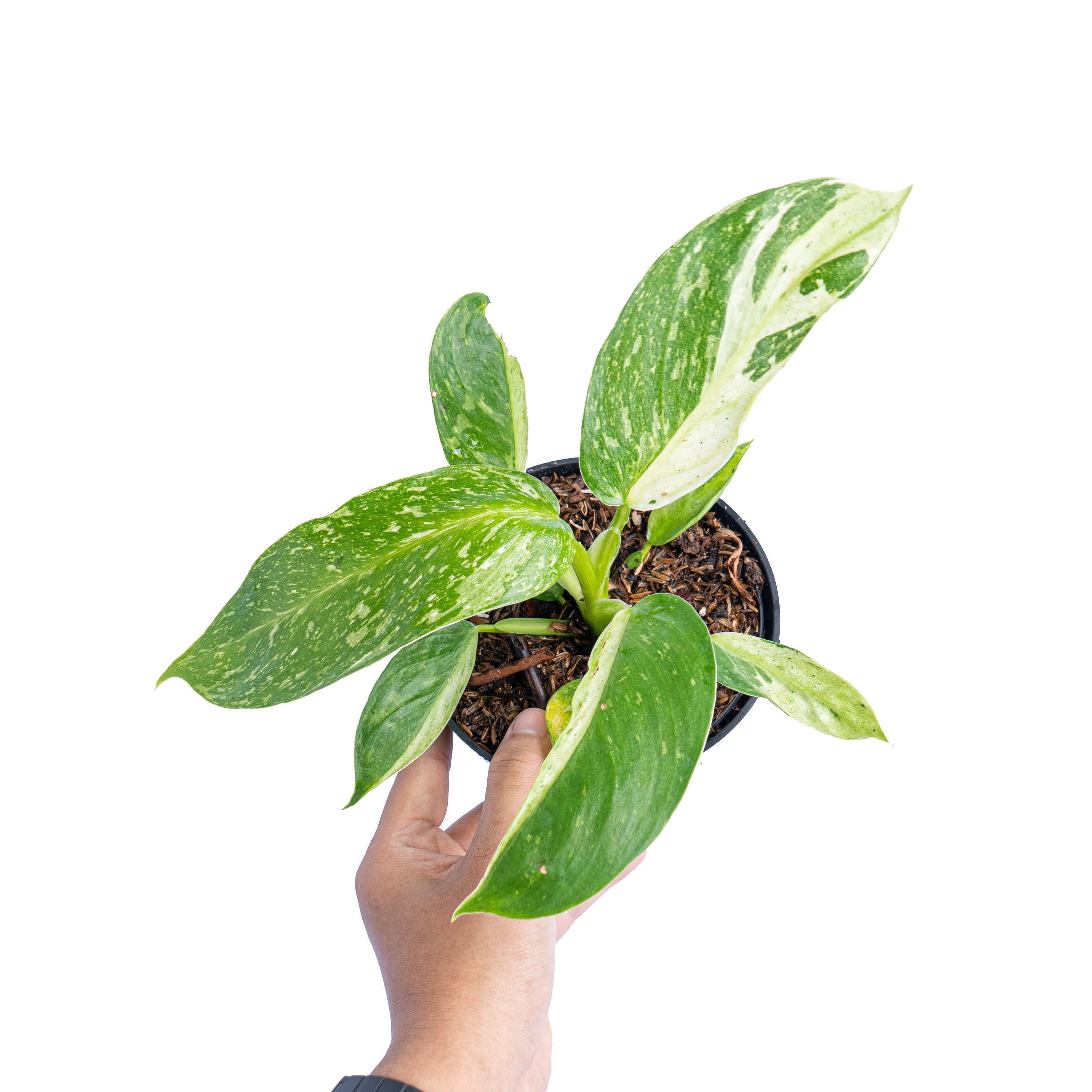 philodendron jose buono Philodendron Jose Buono – Plantstop.us