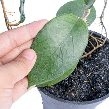 Hoya Sp sumbawa
