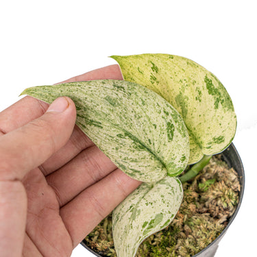 Scindapsus Jade Satin 'Marble Queen' Variegated