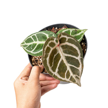 Anthurium red crystallinum NSE X dorayaki