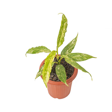 Aglaonema simplex variegated - Plantstop.us