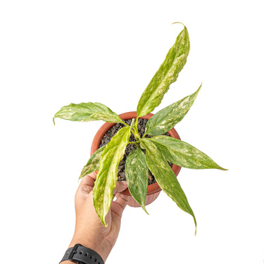 Aglaonema simplex variegated - Plantstop.us