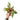 Philodendron white knight galaxy