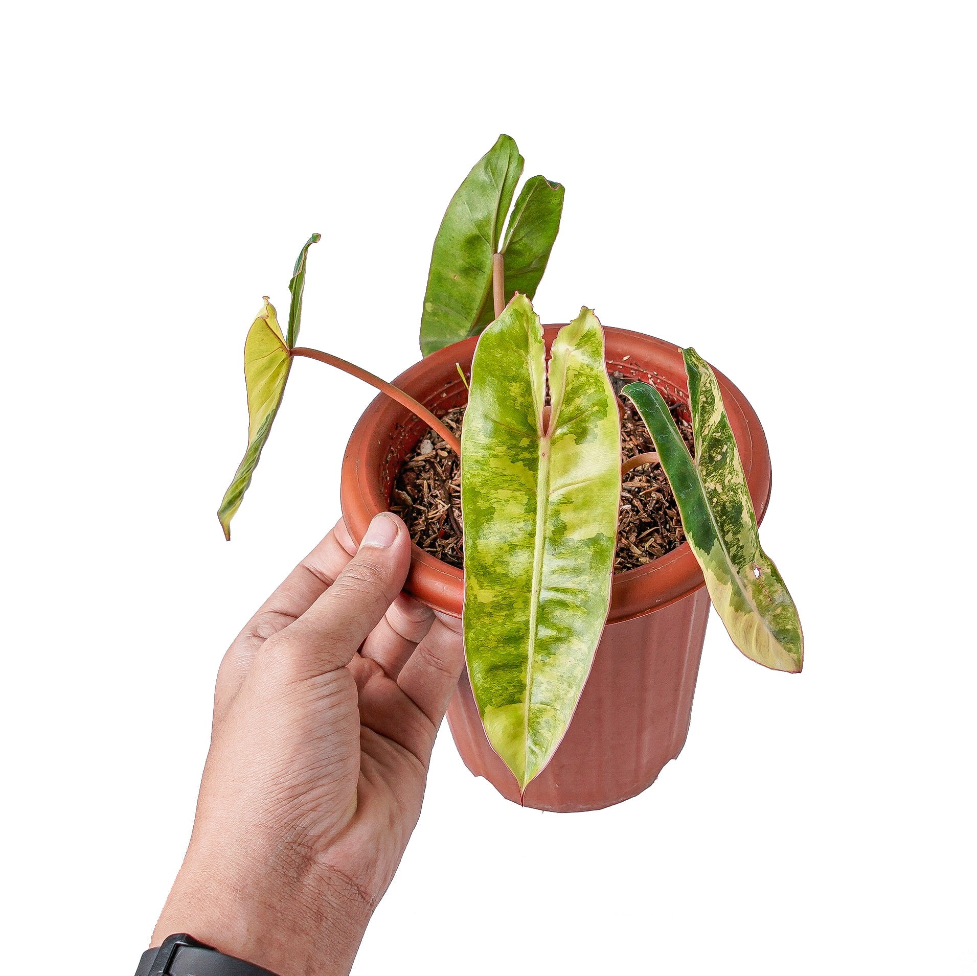 philodendron billietiae etsy Philodendron 'Billietiae' Variegated (wk10-I)