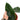 Anthurium Radicans Mature size - Plantstop.us