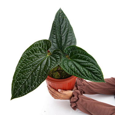 Anthurium Radicans Mature size - Plantstop.us