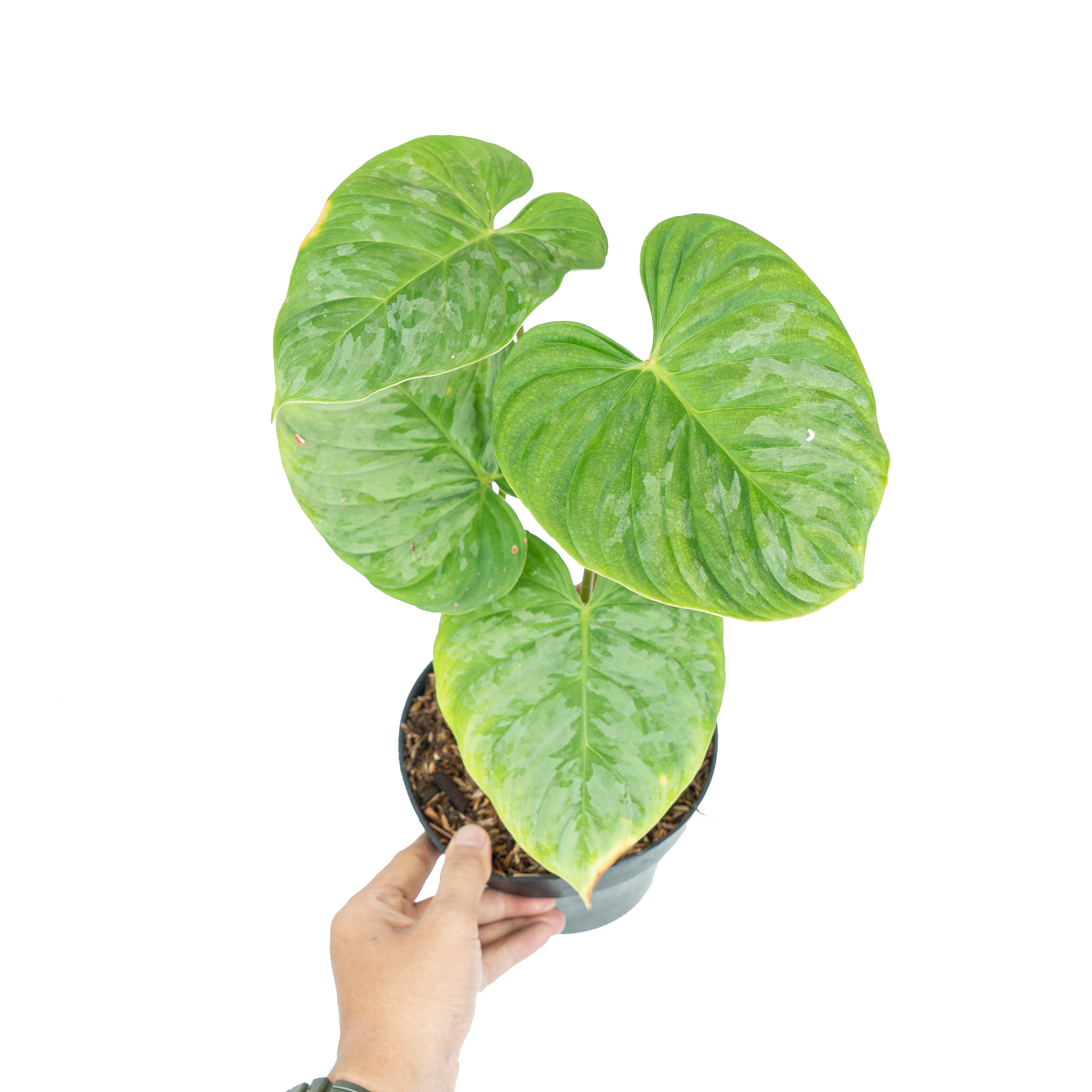 majestic philodendron Philodendron Majestic (Sodiroi x Verrucosum) – Plantstop.us