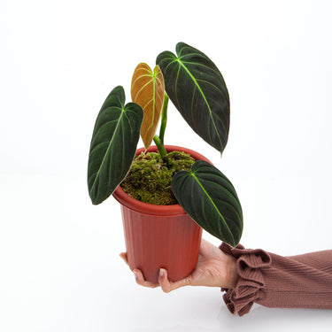 Philodendron Melanochrysum
