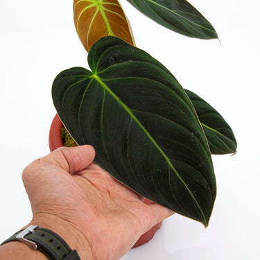 Philodendron Melanochrysum