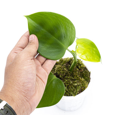 Philodendron Microstictum