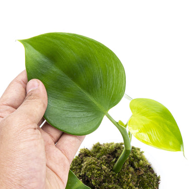 Philodendron Microstictum