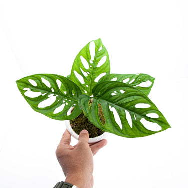 Monstera Acuminata
